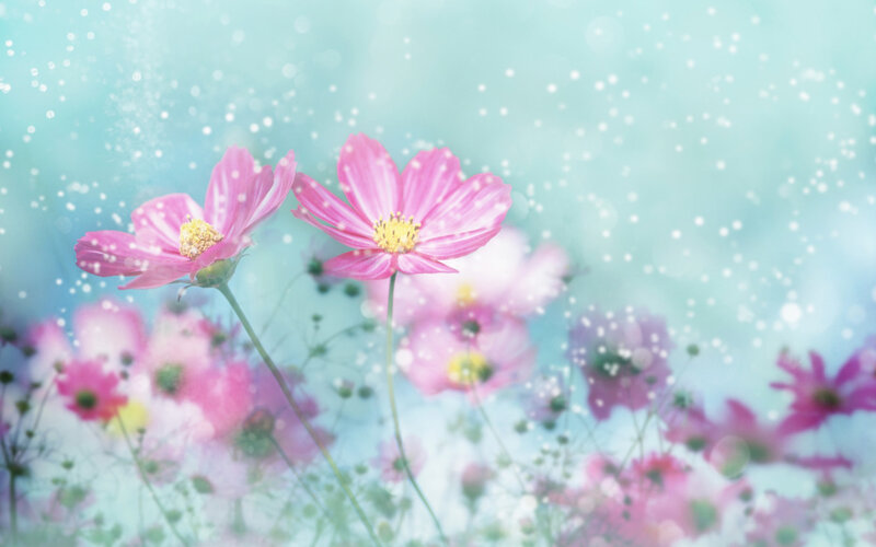 Pink Cosmos Flowers — Serene, Spring, Photograph, Stems, Background