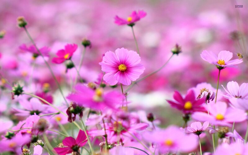 Pink Cosmos Flowers — Serene, Spring, Photograph, Stems, Bee