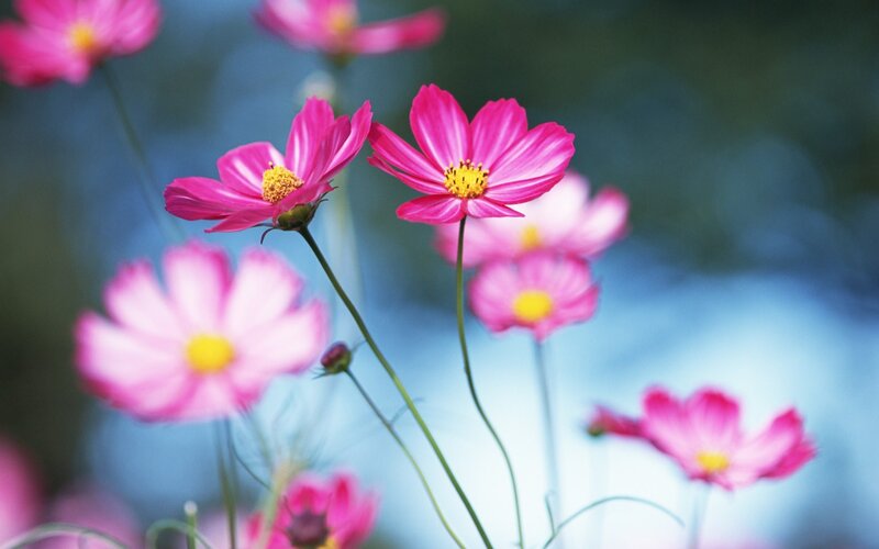 Pink Cosmos Flowers — Serene, Spring, Photograph, Stems, Blurred Background