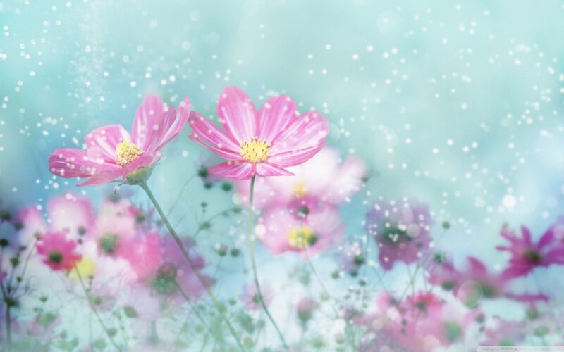 Pink Cosmos Flowers — Serene, Spring, Photograph, Stems, Bokeh