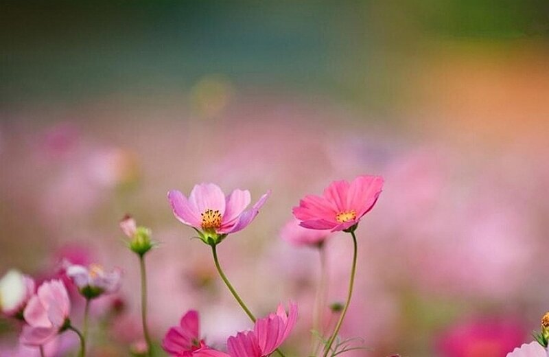 Pink Cosmos Flowers — Serene, Spring, Photograph, Stems