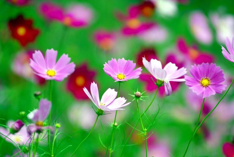 Pink Cosmos Flowers — Serene, Spring, Photograph