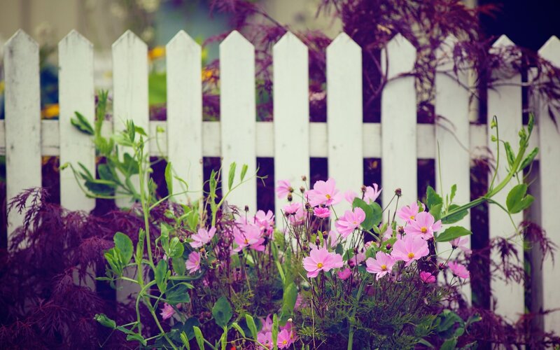 Pink Cosmos Flowers — Serene, Spring, Photograph, White Picket Fence