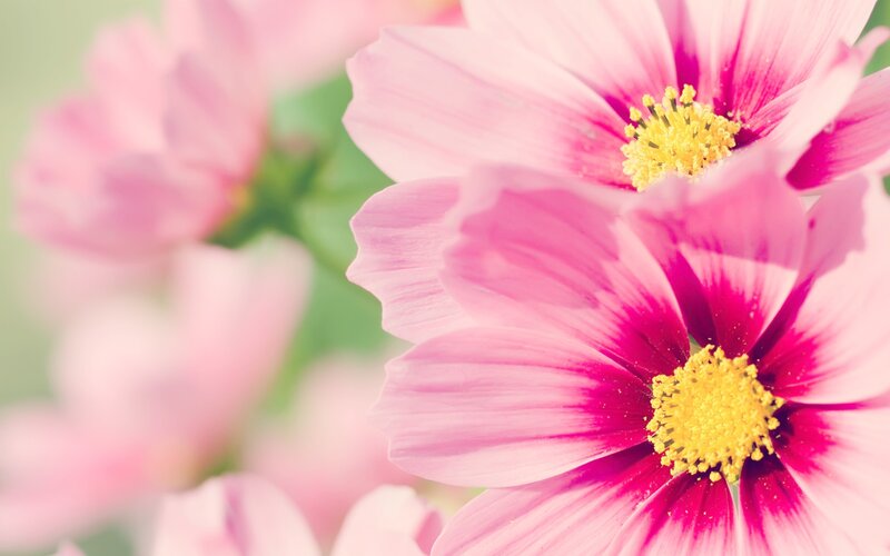 Pink Cosmos Flowers — Serene, Spring, Photograph, Yellow Center