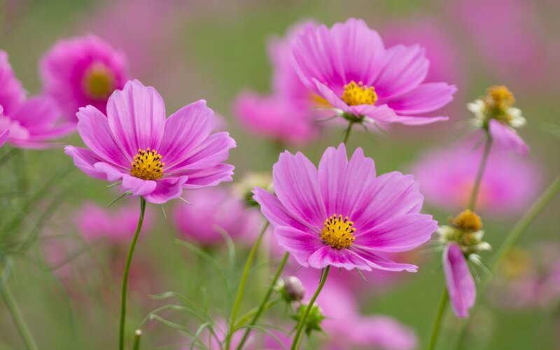 Pink Cosmos Flowers — Serene, Spring, Photograph, Yellow Centers, Green Stems, Buds