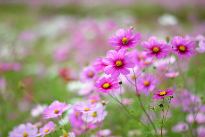 Pink Cosmos Flowers — Serene, Spring, Photograph, Yellow Centers, Green Stems