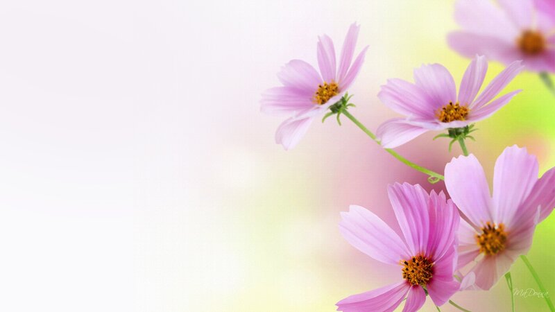 Pink Cosmos Flowers — Serene, Spring