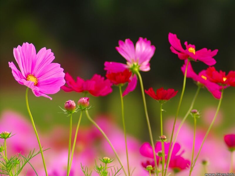 Pink Cosmos Flowers — Serene, Summer, Photograph, Buds
