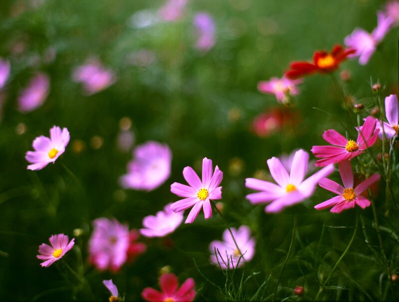 Pink Cosmos Flowers — Serene, Summer, Photograph, Green Grass