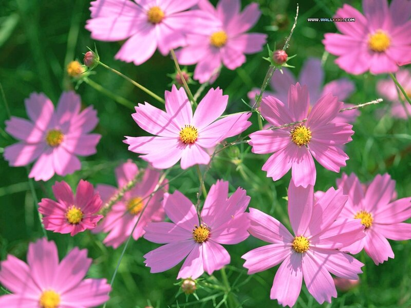 Pink Cosmos Flowers — Serene, Summer, Photograph, Green Leaves
