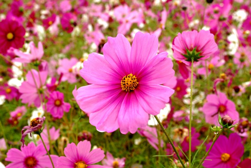 Pink Cosmos Flowers — Serene, Summer, Photograph, Green Stems