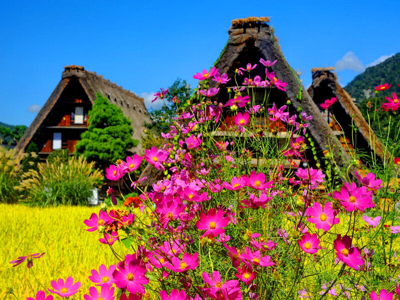 Pink Cosmos Flowers — Serene, Summer, Photograph, Thatched Houses
