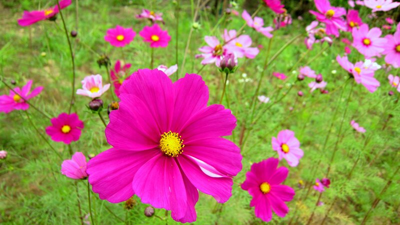Pink Cosmos Flowers — Serene, Summer, Photograph