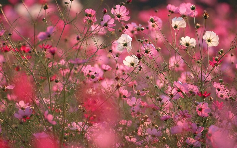 Pink Cosmos Flowers — Serene, Sunset, Photograph