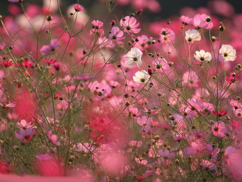 Pink Cosmos Flowers — Serene, Sunset