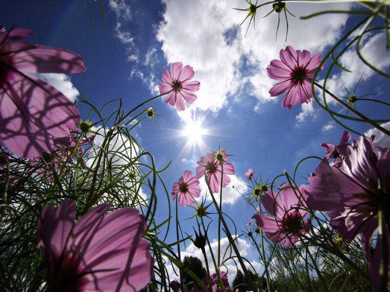 Pink Cosmos Flowers — Sun