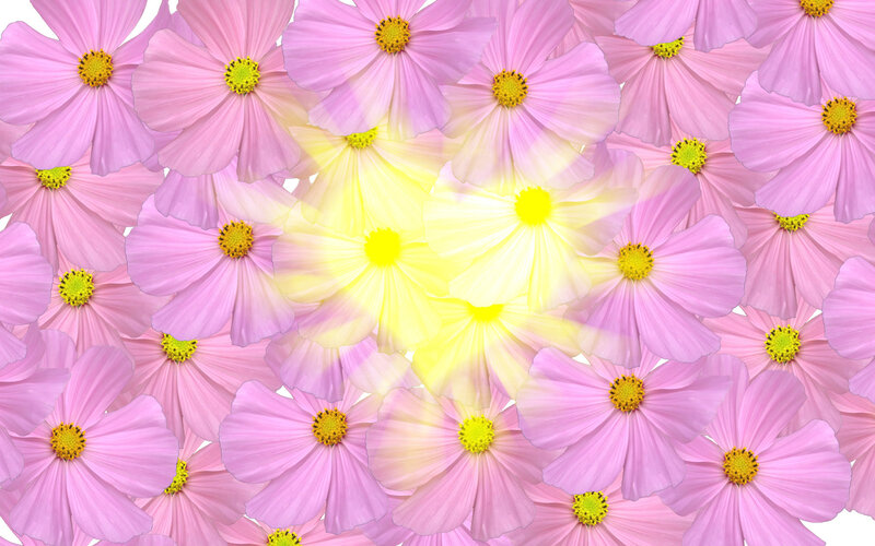 Pink Cosmos Flowers