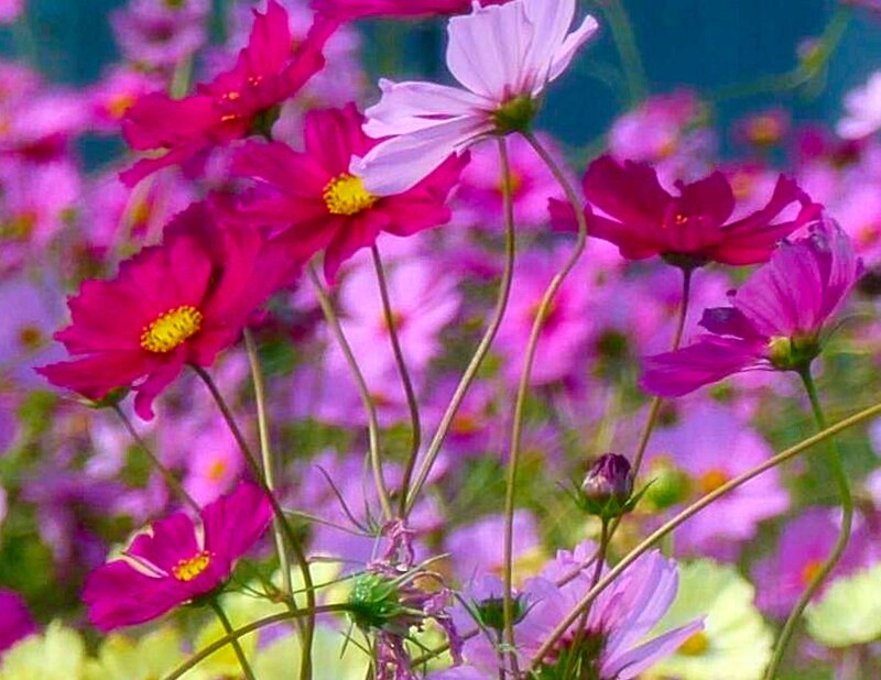 Pink Cosmos Flowers — Vibrant
