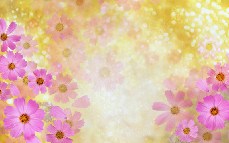 Pink Cosmos Flowers — Yellow, Bright