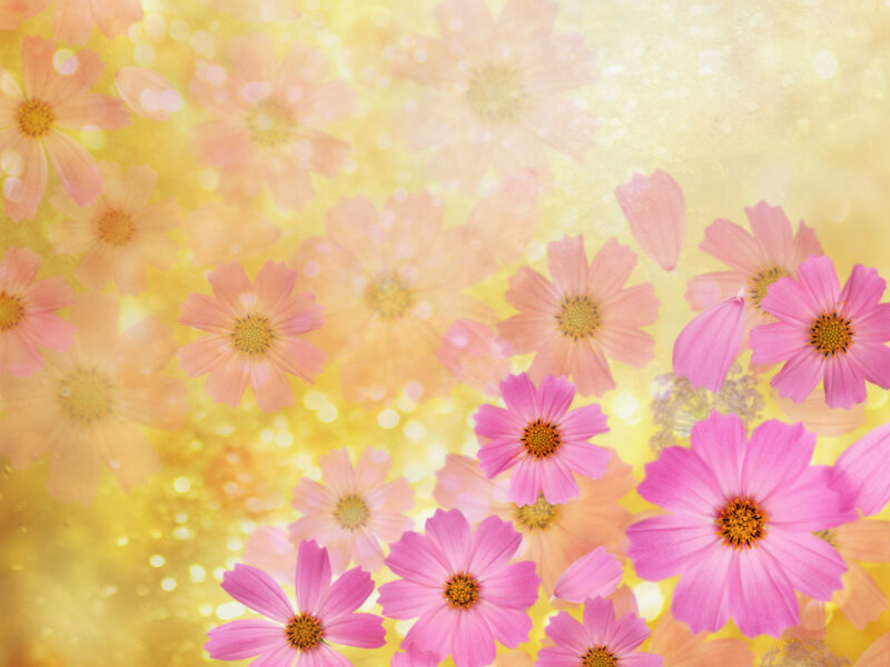 Pink Cosmos Flowers — Yellow