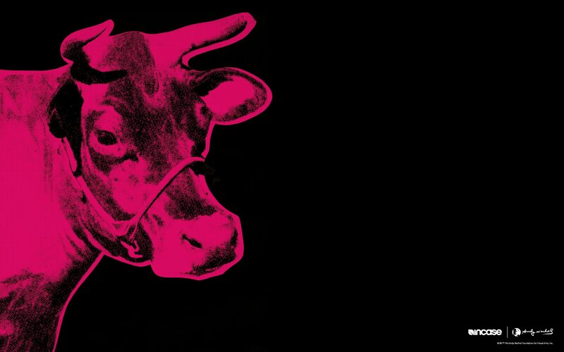 Pink cow portrait on black