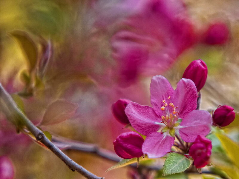 Pink Crabapple Blossom