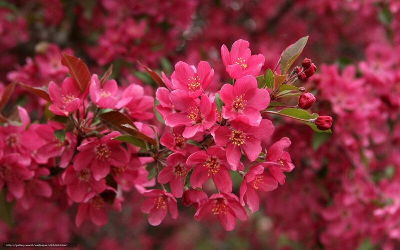 Pink Crabapple Blossoms — Blooming, Spring, Photograph, Flowers