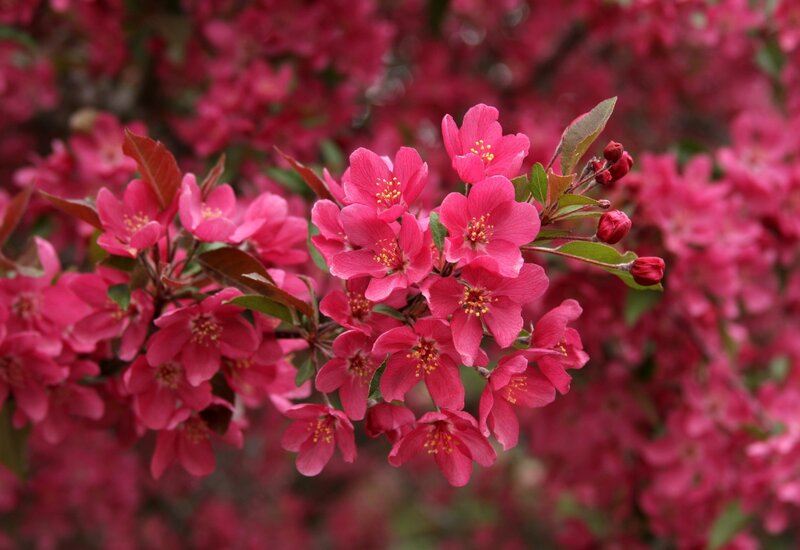 Pink Crabapple Blossoms — Blooming, Spring, Photograph