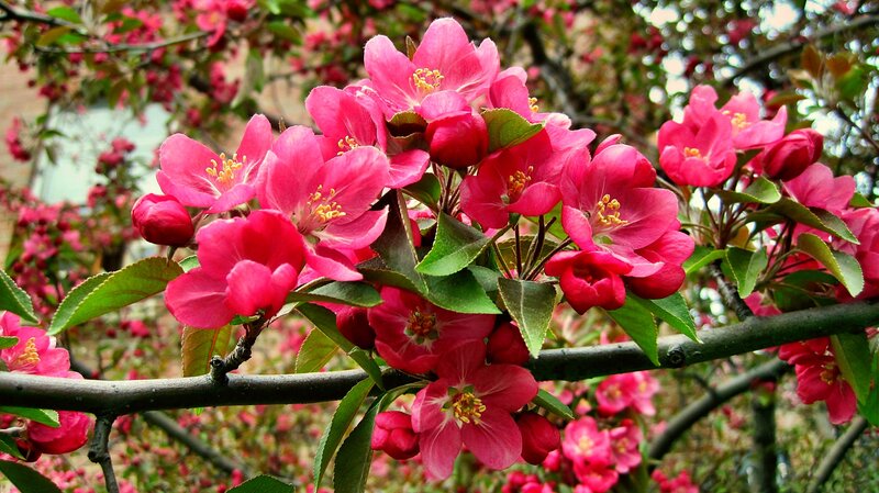 Pink Crabapple Blossoms — Blooming, Spring