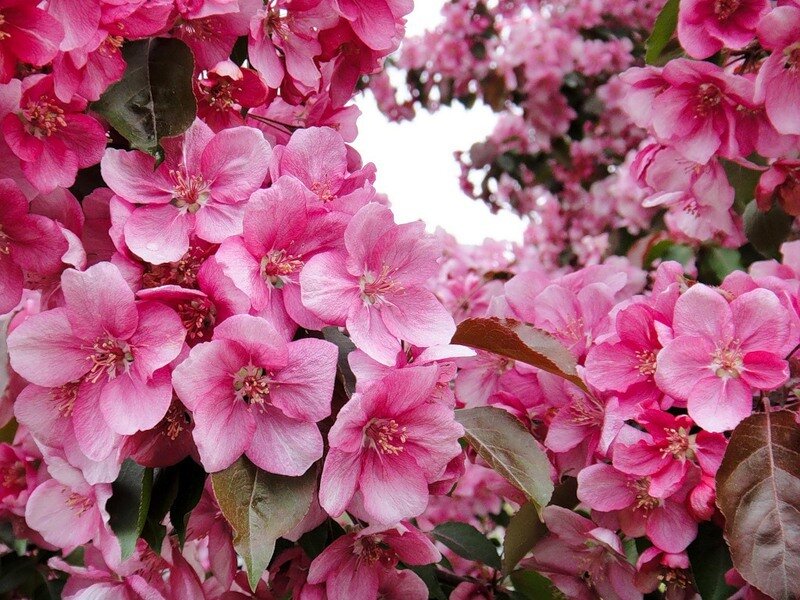 Pink Crabapple Blossoms — Blooming