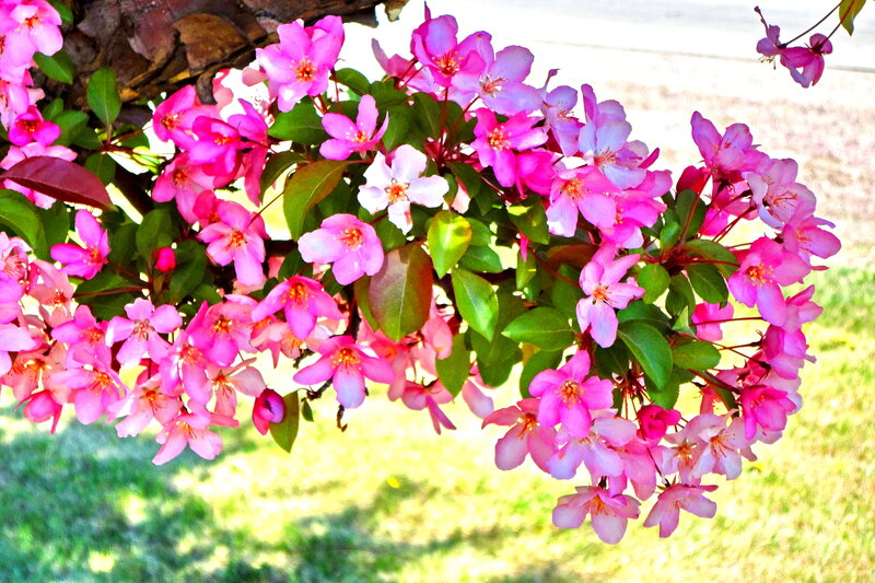 Pink Crabapple Blossoms — Bright