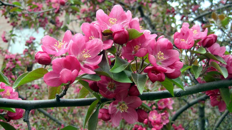 Pink Crabapple Blossoms — Calm, Spring, Photograph, Flowers
