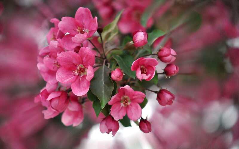 Pink Crabapple Blossoms — Calm, Spring, Photograph, Leaves, Buds