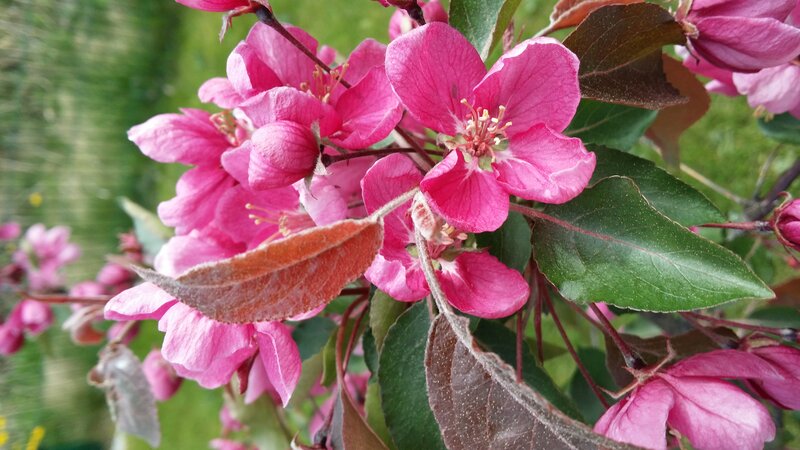 Pink Crabapple Blossoms — Calm, Spring, Photograph, Leaves