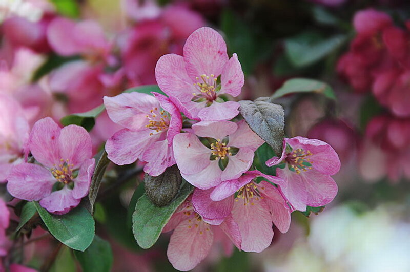 Pink Crabapple Blossoms — Calm, Spring, Photograph