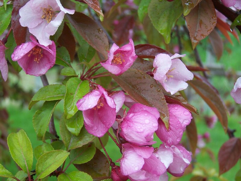 Pink Crabapple Blossoms — Calm, Spring