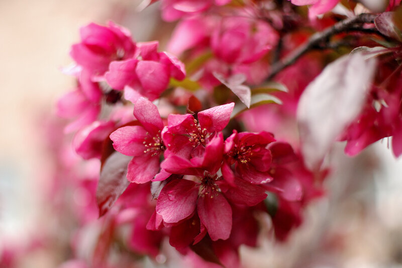 Pink Crabapple Blossoms — Calm