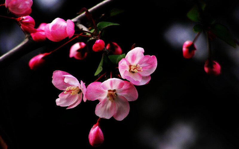 Pink Crabapple Blossoms — Dramatic