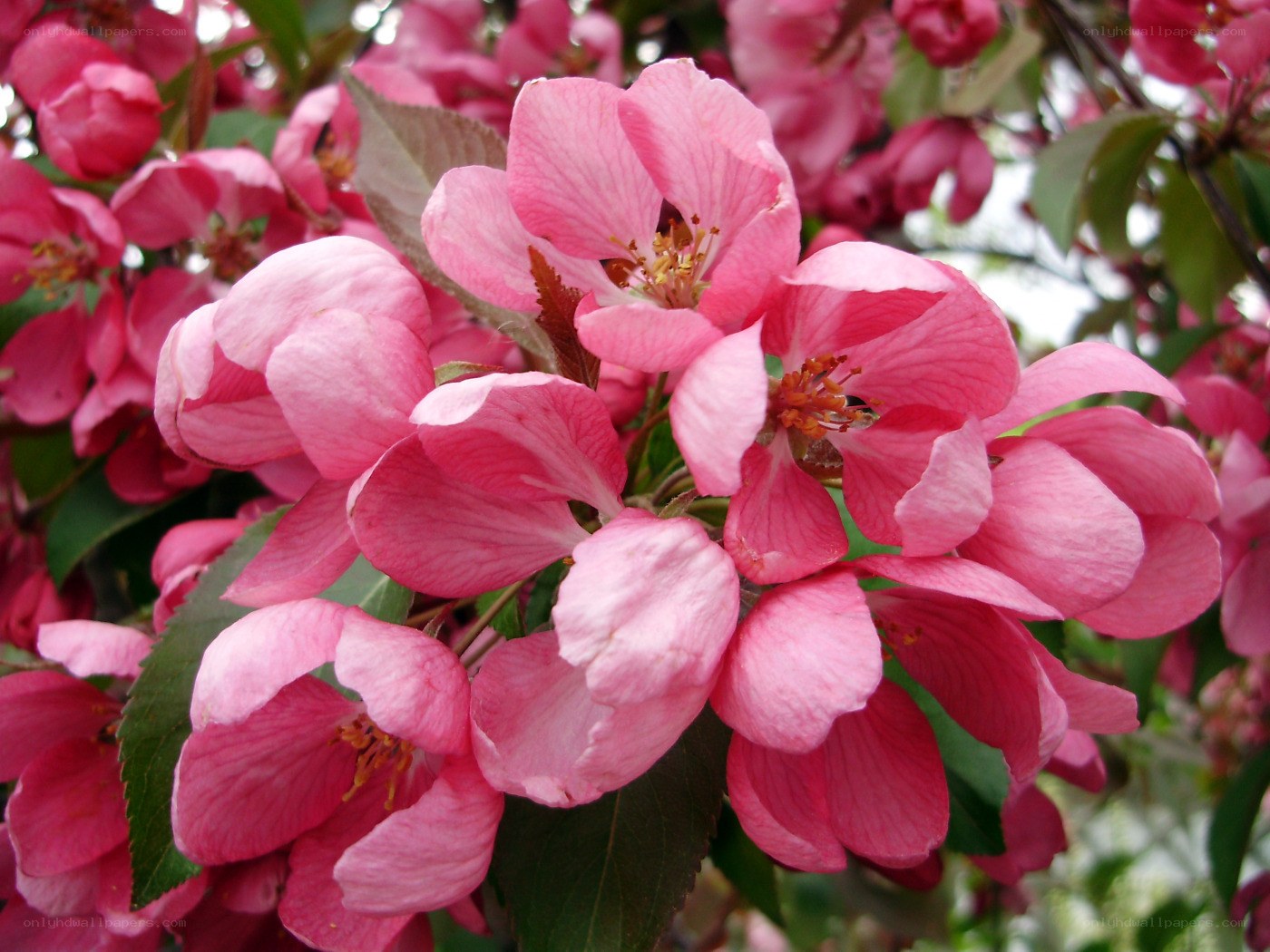 Pink crabapple blossoms in bloom