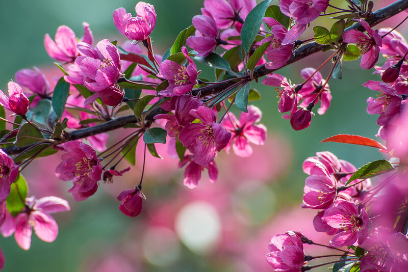 Pink Crabapple Blossoms — Serene, Spring, Photograph, Branch