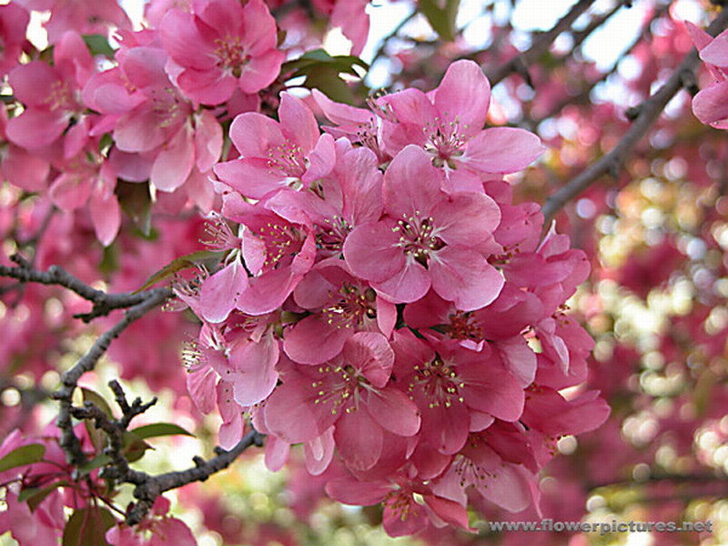 Pink Crabapple Blossoms — Serene, Spring, Photograph, Branches