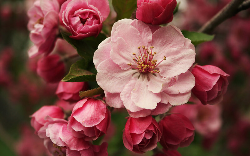 Pink Crabapple Blossoms — Serene, Spring, Photograph, Buds, Leaves, Branch