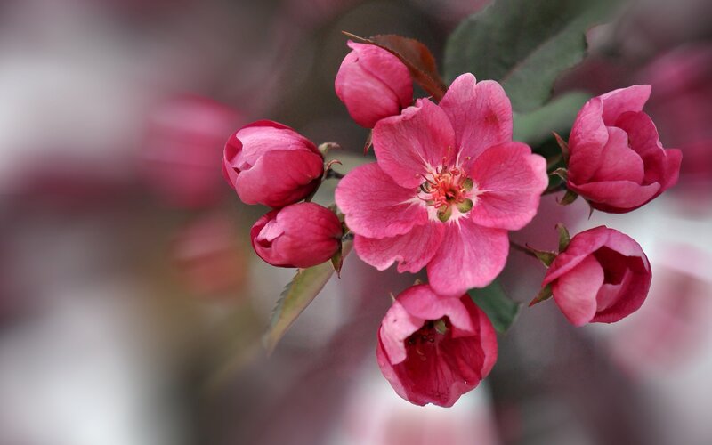 Pink Crabapple Blossoms — Serene, Spring, Photograph, Buds, Leaves, Flower