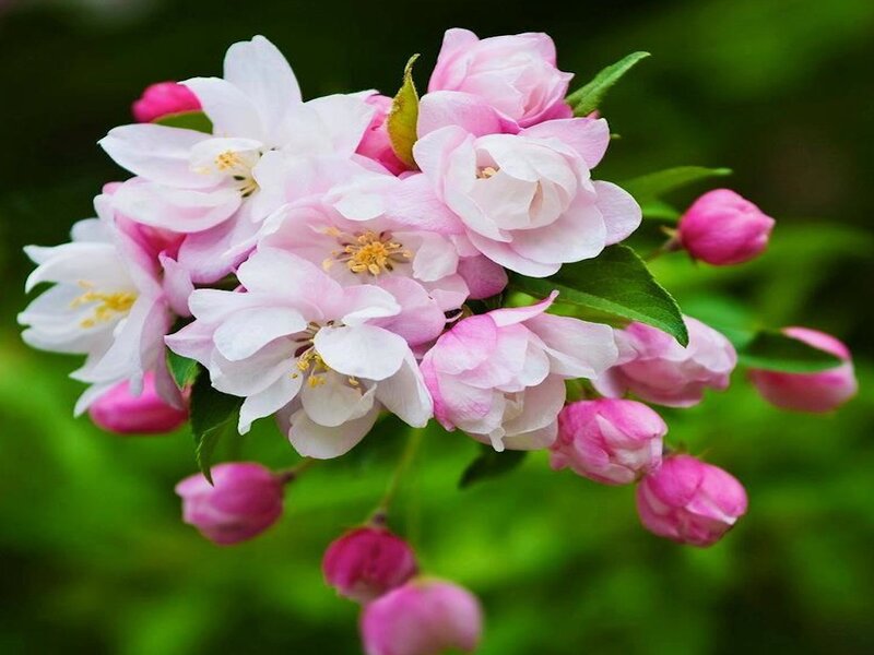 Pink Crabapple Blossoms — Serene, Spring, Photograph, Buds