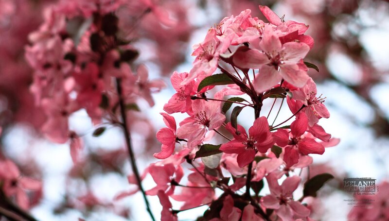Pink Crabapple Blossoms — Serene, Spring, Photograph, Flowers, Branches, Leaves, Green
