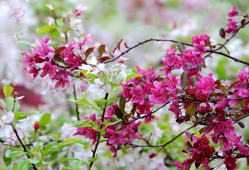 Pink Crabapple Blossoms — Serene, Spring, Photograph, Flowers, Branches, Leaves