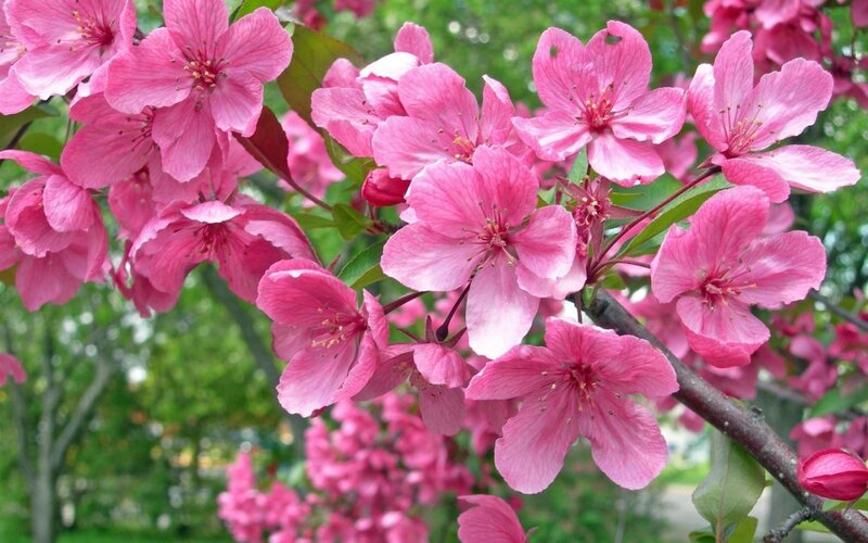 Pink Crabapple Blossoms — Serene, Spring, Photograph, Flowers, Branches