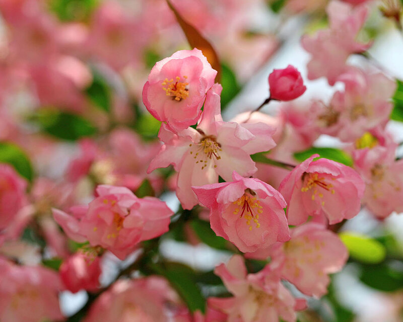 Pink Crabapple Blossoms — Serene, Spring, Photograph, Flowers, Buds, Leaves