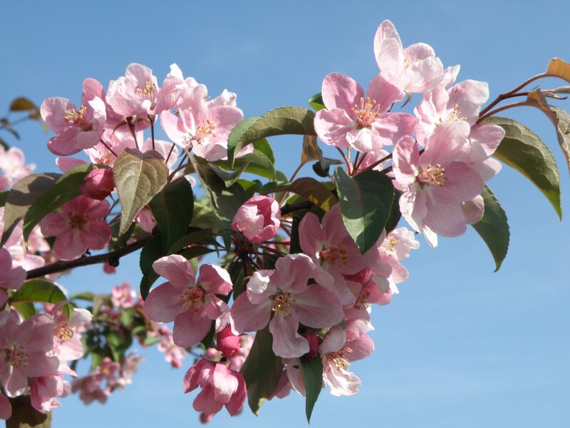 Pink Crabapple Blossoms — Serene, Spring, Photograph, Flowers, Leaves, Branch