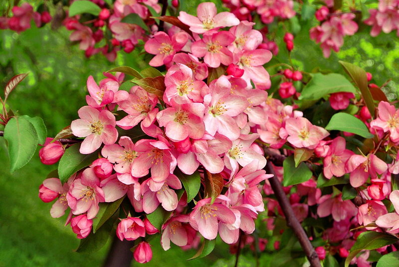 Pink Crabapple Blossoms — Serene, Spring, Photograph, Flowers, Leaves, Branches